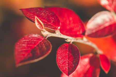 Close-up of colorful autumn foliageの写真素材