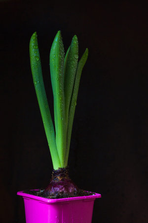 Bright green hyacinth sprout in a purple pot, with a copy space