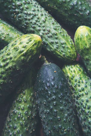 Background of fresh ground cucumbers, shallow depth of fieldの写真素材