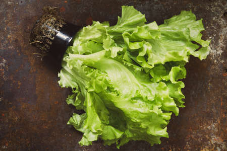 A bunch of lettuce on a dark table, fresh vegetableの写真素材