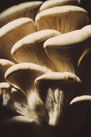 Oyster mushrooms on a dark background, healthy food ingredientの写真素材