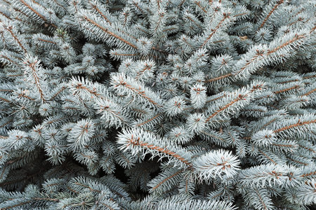 Blue spruce branch close-up, natural background, selective focus