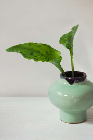 Drimiopsis leaves in a small vintage green vaseの写真素材
