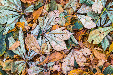 Fallen chestnut's leaves on the ground on the parkの写真素材