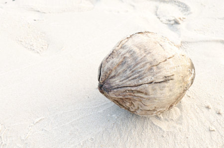 The dry cocoanut on the beach