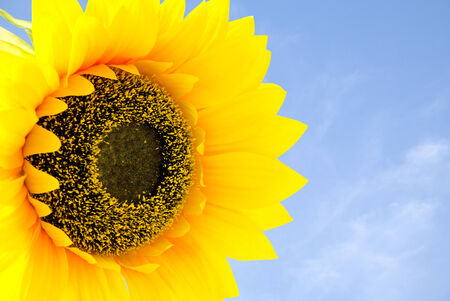 The sunflower with blue sky の写真素材