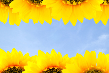 Sunflowers frame on blue sky の写真素材