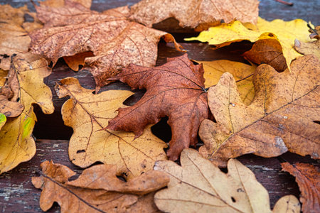 Fallen Dry Leaves on Wooden Plank Backgroundの写真素材