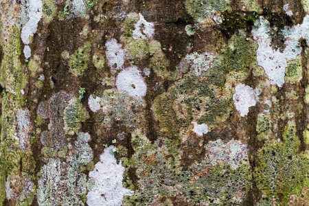 Texture of The Bark of a Pine. Bark of a Coniferous Tree