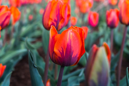 Red Tulip Flowers in the Garden with Green Backgroundの写真素材