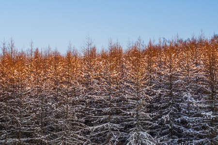 Snow on the Tree Against the Blue Skyの写真素材