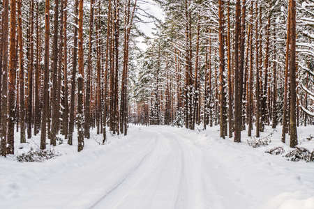 The Road Passes Through the Winter Pine Forestの写真素材
