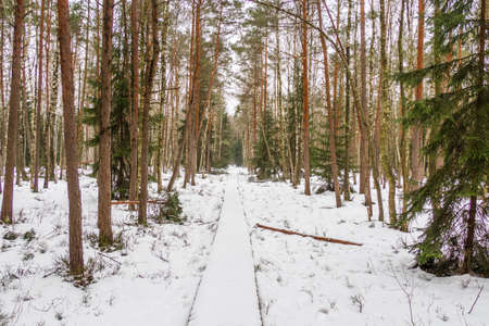Wooden Pavement in the Park in Winterの写真素材