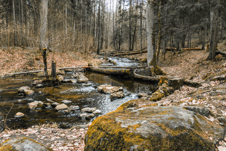 National Park Forest with Fallen Tree Over a Clear River