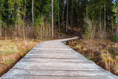 Wooden Footbridge the Bog to the Woodsの写真素材