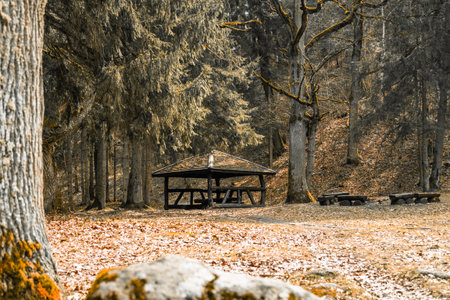 Wooden Log Picnic Bench Table and Chairsの写真素材