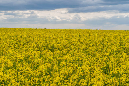 Yellow Rapeseed Field Against Blue Sky Background