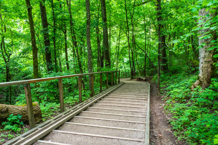 Wooden Stairs Path in the Forest in Summer Season