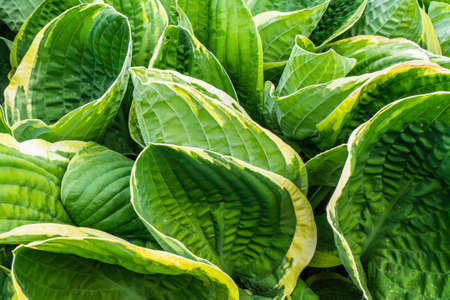 Hosta Flower, Variegated Green Leaves of Hosts with White Stripesの写真素材
