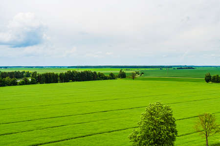 The Landscape of Agricultural Field, in the Background, Blue Sky and Forestの写真素材