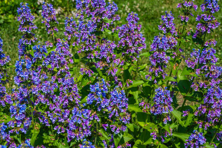 Violet, Purple Flowers Blooming in the Garden