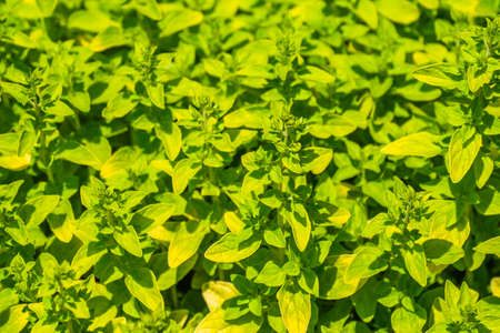 Origanum Vulgare Plants Background Under the Morning Sunshineの写真素材