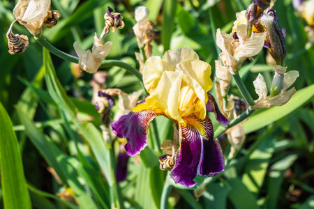 Close-up of the Beautiful Summer Flowering Iris Flowers