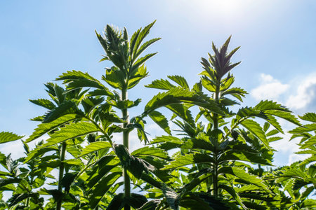 Garden Plant and Bokeh Lighting with Blue Sky Background