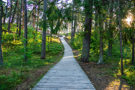 Wooden Walkway Through the Forest to the Beach