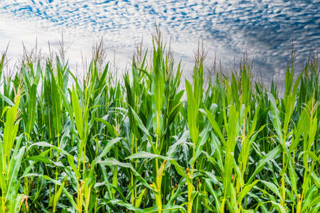Rows of Fresh Unpicked Corn with Green Field on Blue Sky Backgroundの写真素材
