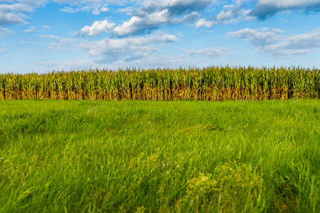 Fresh Long Green Grass with Corn Field Plantation Backgroundの写真素材