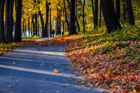 autumn in the city park with couple walks in backgroundの写真素材