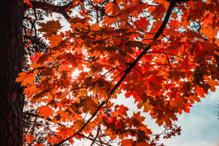 autumn colorful maple leaf in fall with a beautiful sunbeamの写真素材