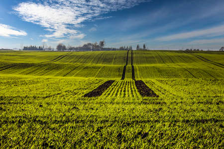 farm agricultural field of planted herb rows with amazing skyの写真素材