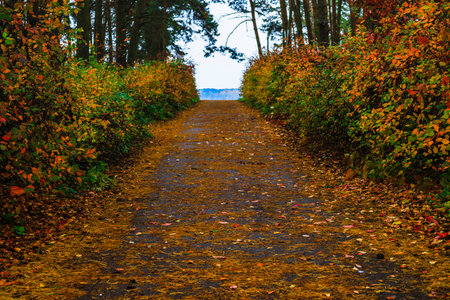 walking path and colorful plants in a park on autumnの写真素材