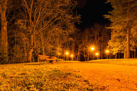 beautiful gold fall in the park at nightの写真素材