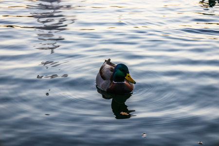 wild duck in the city park pond