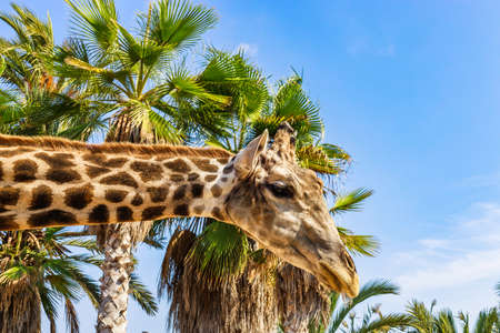 head of the giraffe on tropical plants and blue sky backgroundの写真素材