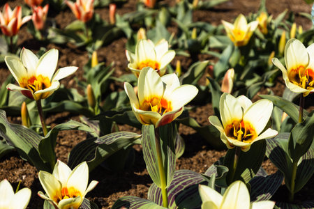Tulipa - Mary Ann flowers grow and bloom in the botanical garden.の写真素材