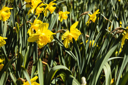 Yellow narcissus flowers grow and bloom in the botanical garden.の写真素材
