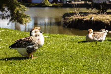 Wild ducks sitting near the pond on the grass.の写真素材