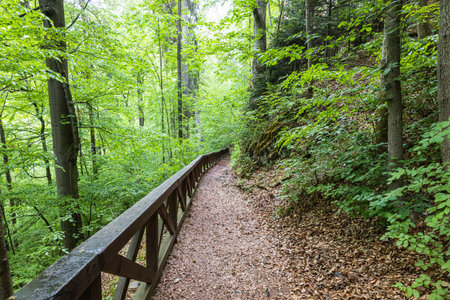 Footpath covered with foliage in fall near Punkva caves in the Moravian Karst, Czech Republic.