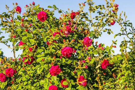Pink Rosa flowers bloom in the summer garden.の写真素材