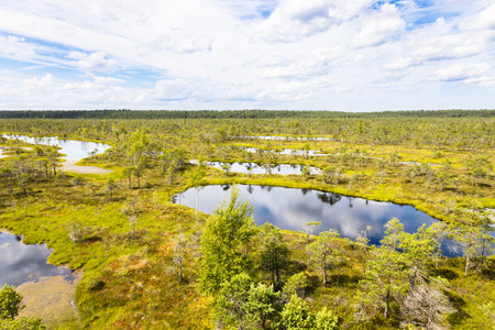 Great Kemeri Bog swamp at the Kemeri National Park in Latvia.