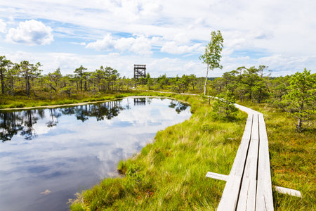 Great Kemeri Bog swamp at the Kemeri National Park in Latvia.の写真素材