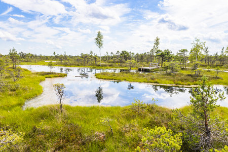 Resting area at the Great Kemeri Bog swamp at the Kemeri National Park in Latvia.