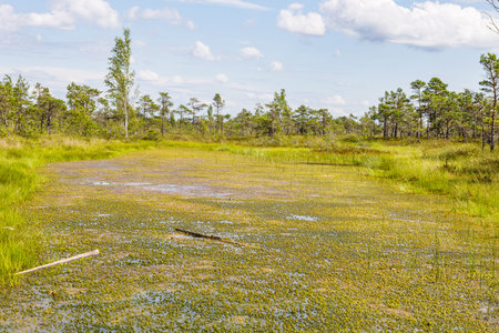 Raised bogs, and big sponges at the Great Kemeri Bog swamp in Latvia.