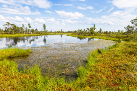 Great Kemeri Bog swamp at the Kemeri National Park in Latvia.