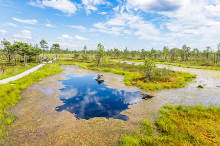 Raised bogs, and big sponges at the Great Kemeri Bog swamp in Latvia.