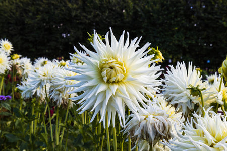 Dahlia - Hy Debut flowers bloom in the city park garden.の写真素材